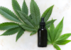 Cannabis Products Online: Medical-Grade Marijuana and Its Role in Modern Health